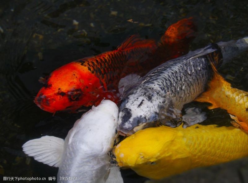 水族世界锦鲤图片