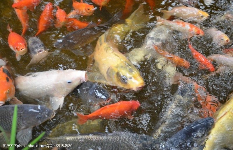 水族世界锦鲤图片