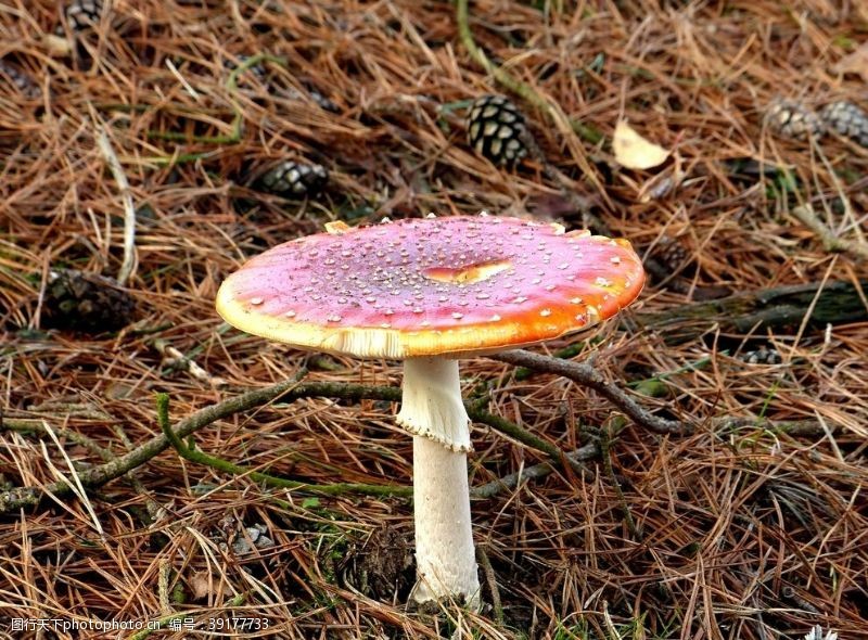 野蘑菇蘑菇图片