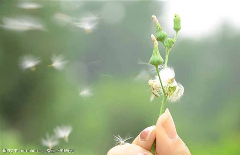 植物蒲公英蒲公英图片