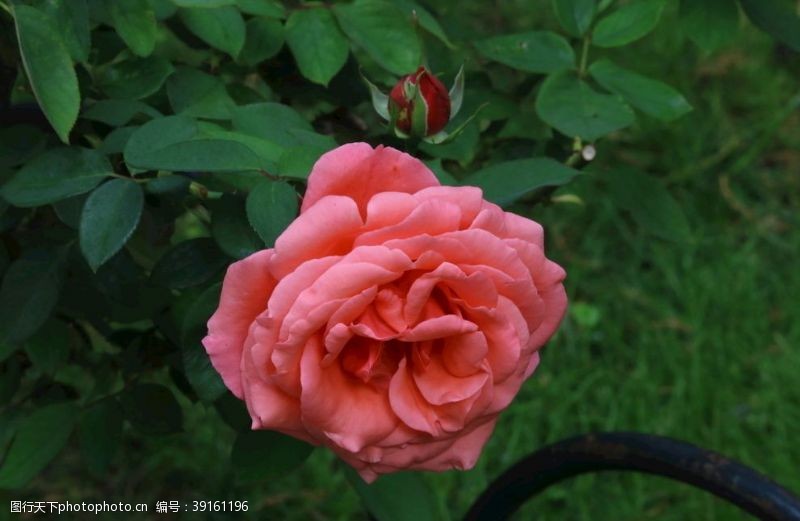 蔷薇科花卉月季花图片