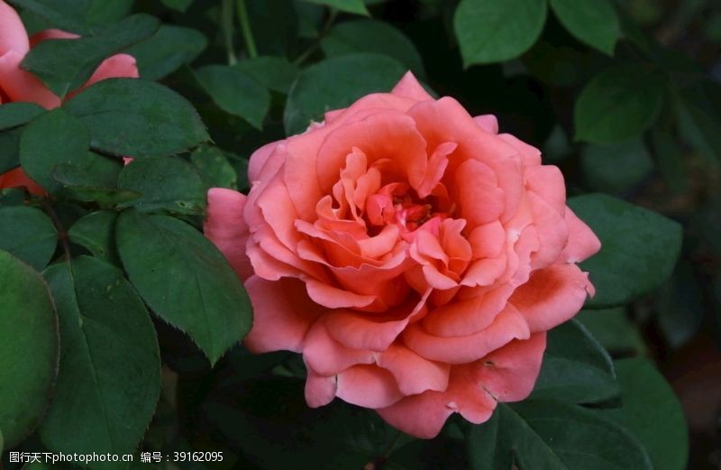 蔷薇科花卉月季花图片
