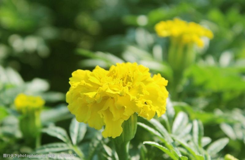 春天的花绿黄色的康乃馨花图片