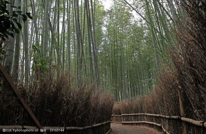 旅游封面岚山图片