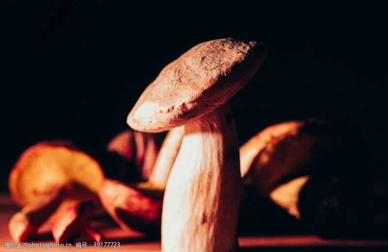 野菌菇蘑菇图片