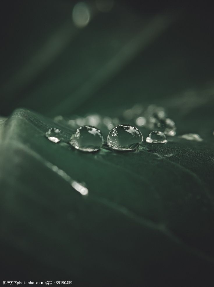 雨滴水珠水滴图片