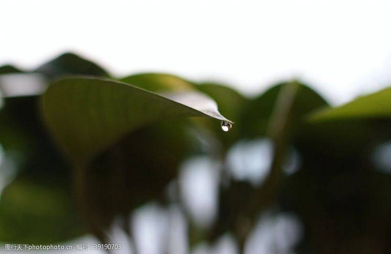 雨滴水珠水滴图片
