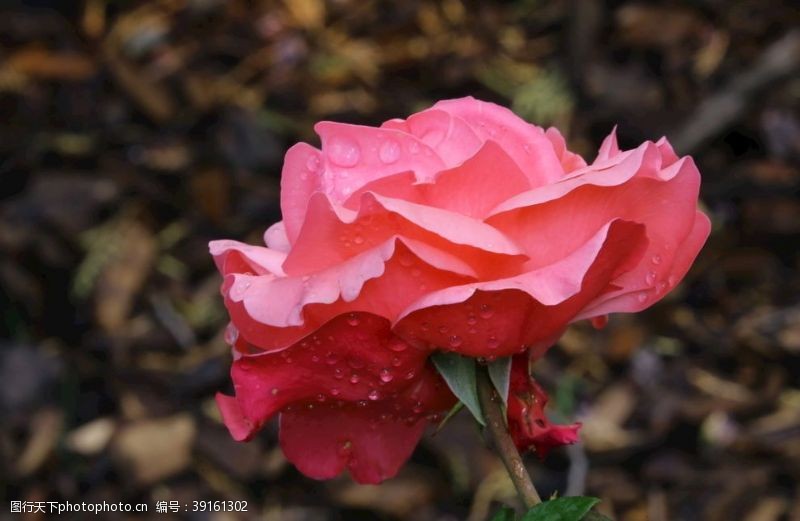 蔷薇科花卉月季花图片