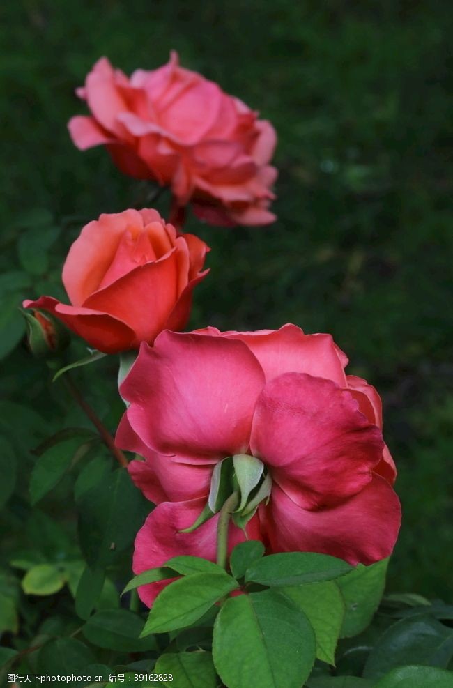 蔷薇科花卉月季花图片