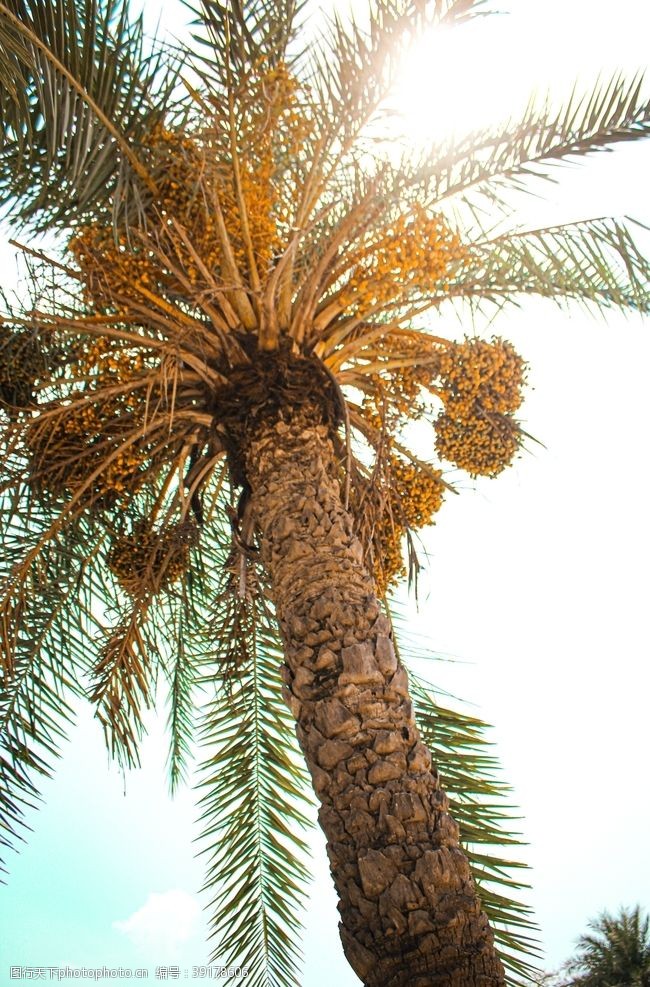 叶子棕榈树图片