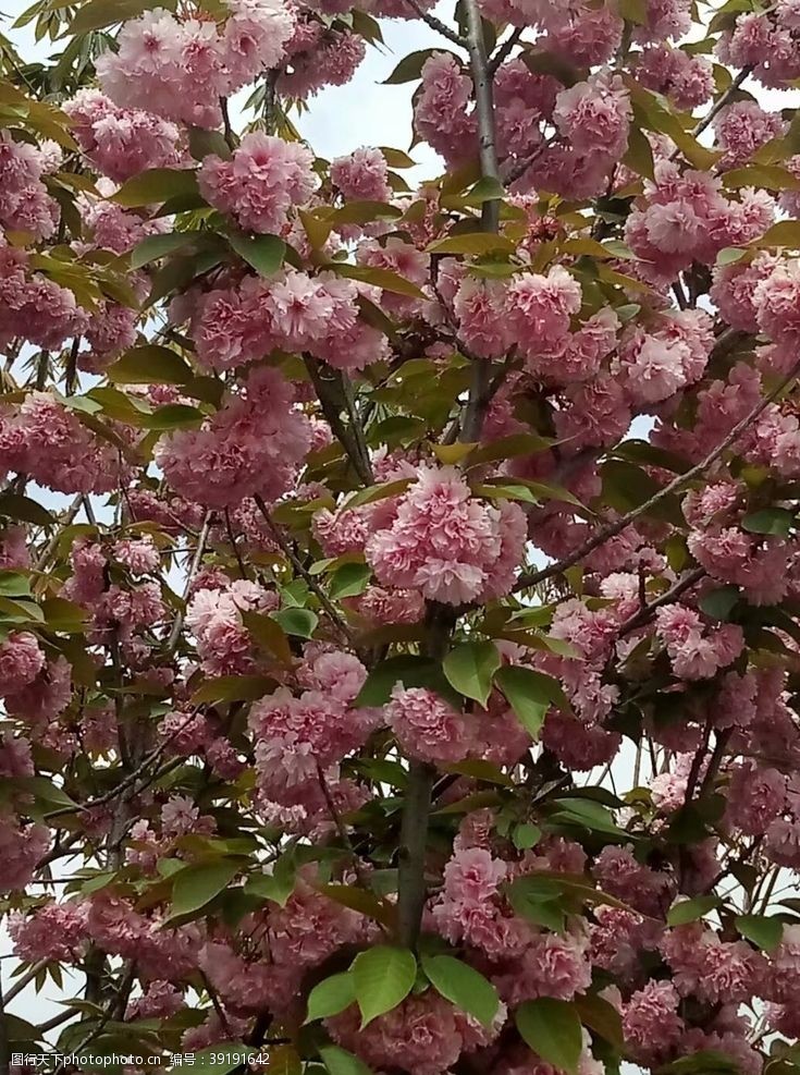 樱花粉色美景绿植园林图片