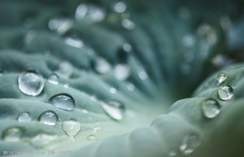 气泡绿叶水珠水滴图片