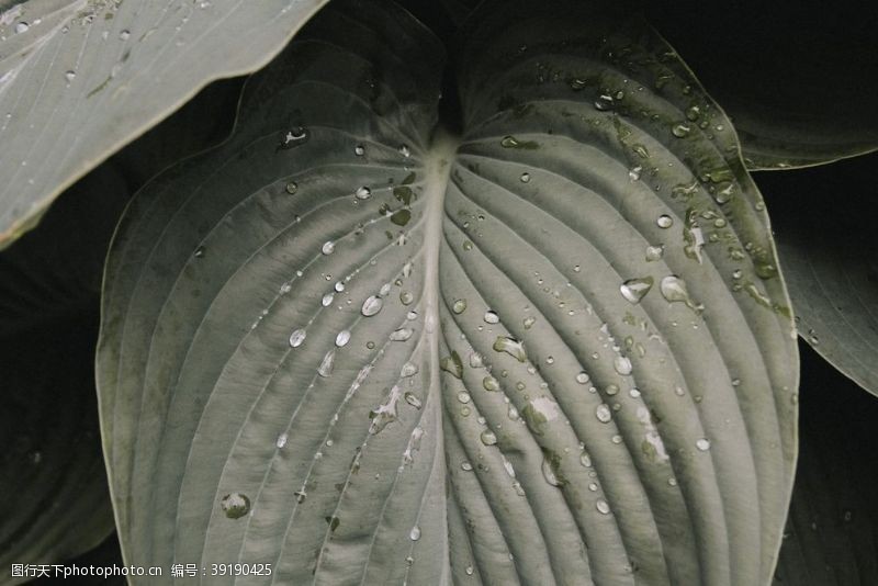 雨滴水珠水滴图片