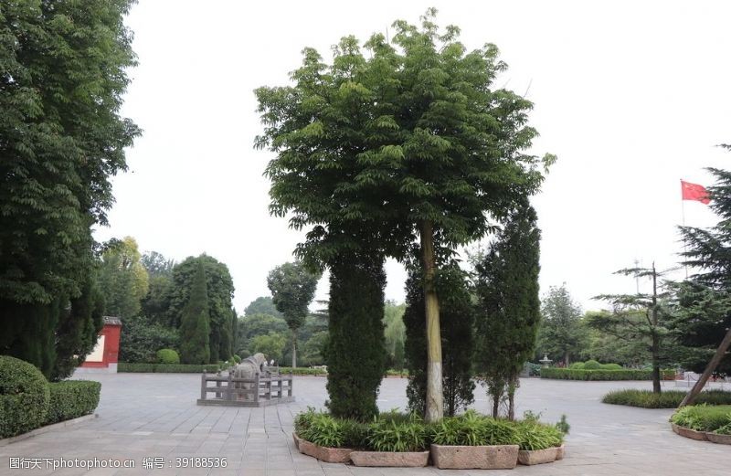 洛阳白马寺菩提树图片