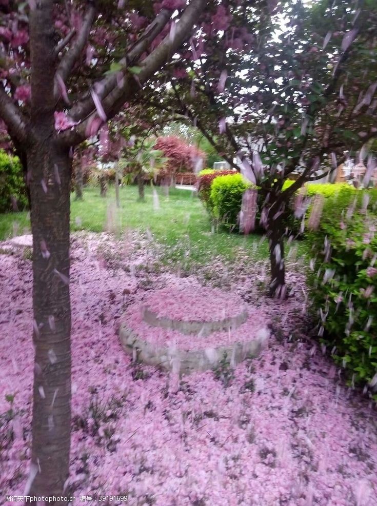 樱花粉色美景园林绿植图片
