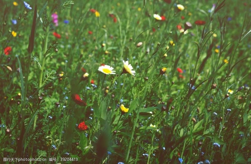 摄影绿叶花卉图片