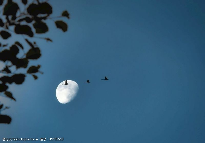 相伴月亮与鸟图片