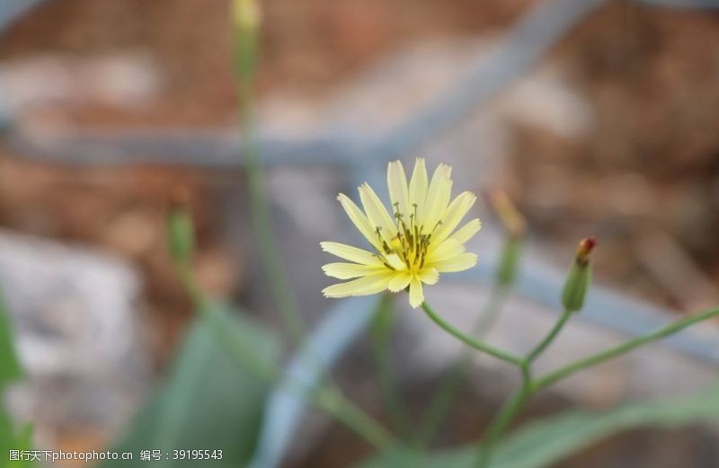 参观苦丁花图片