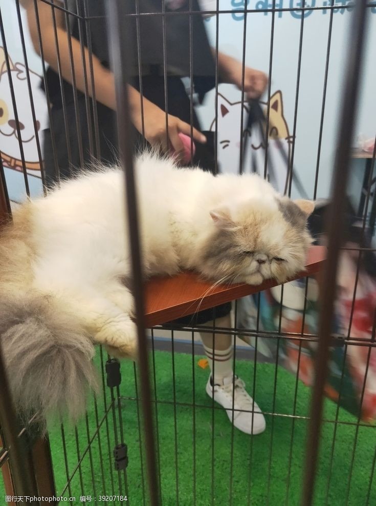 白色小猫笼子里的猫图片