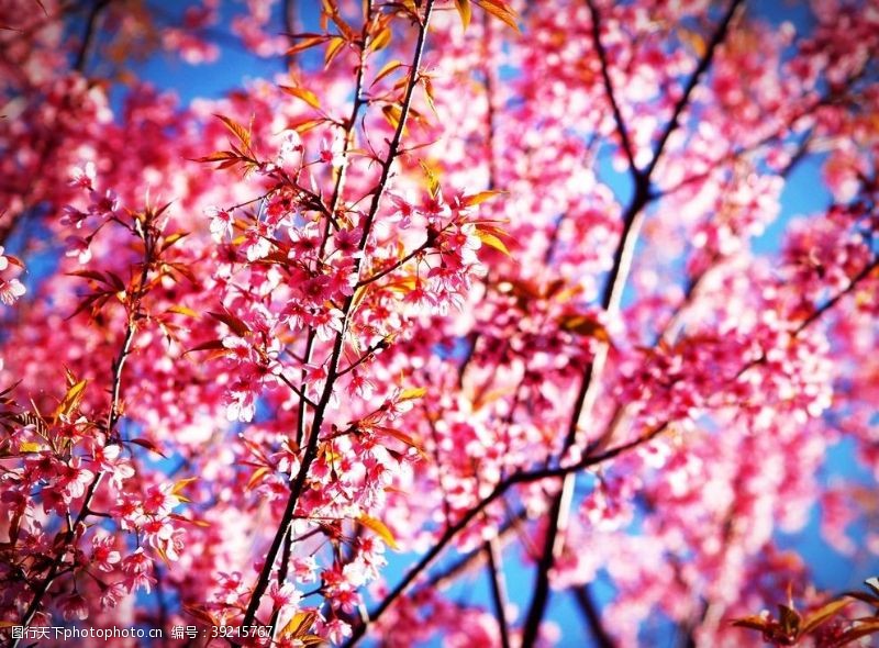 粉红色樱花樱花开花图片