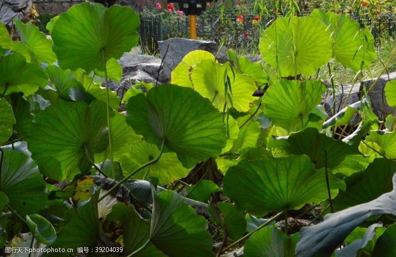 莲蓬荷塘风景图片