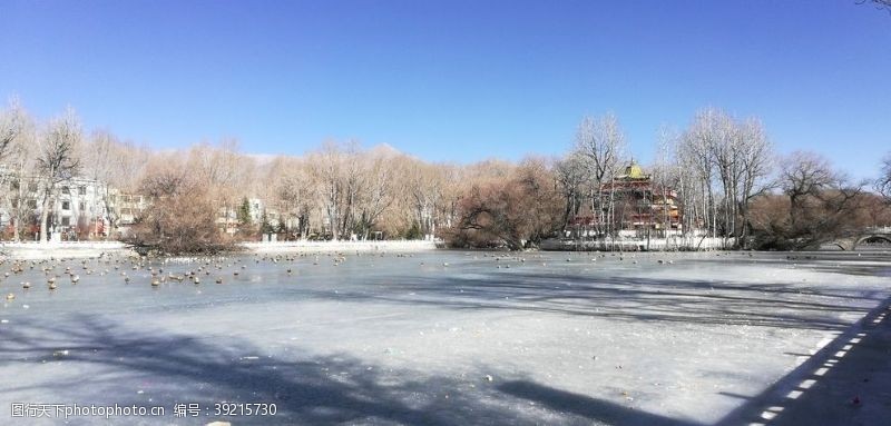 古老的结冰的湖泊候鸟风景图片