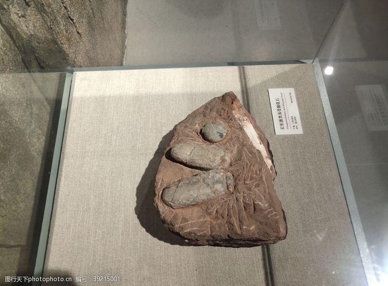白垩纪恐龙蛋古生物样本骨骼化石图片