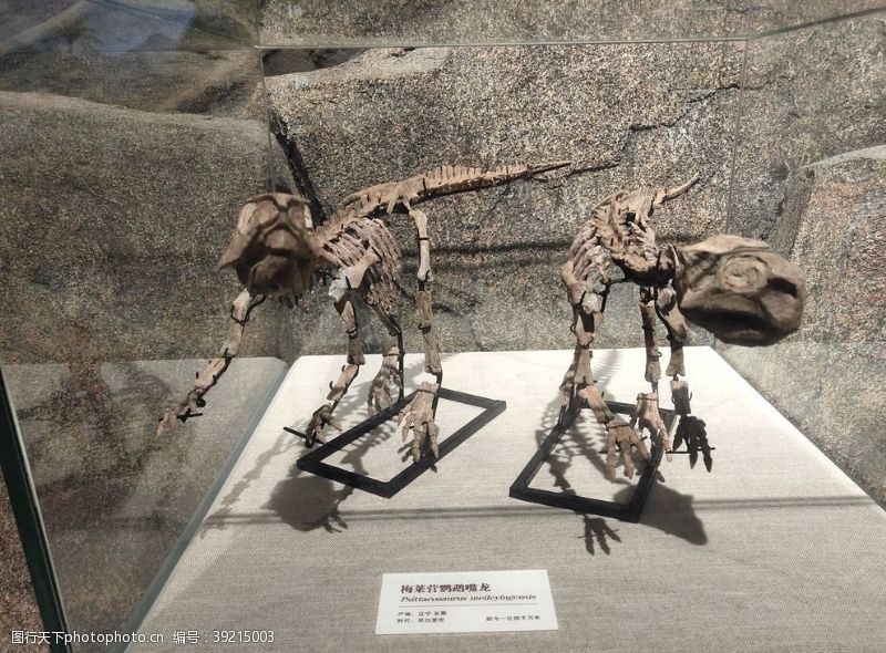 白垩纪恐龙化石古生物样本骨骼化石图片