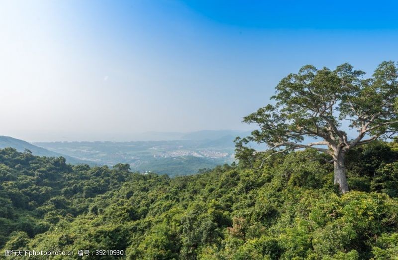 三角龙三亚热带雨林图片