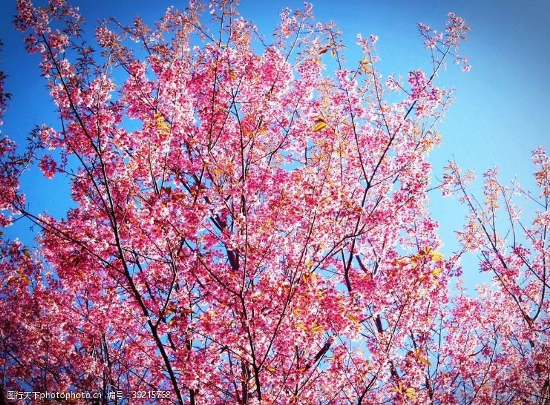 多彩的树木樱花开花图片