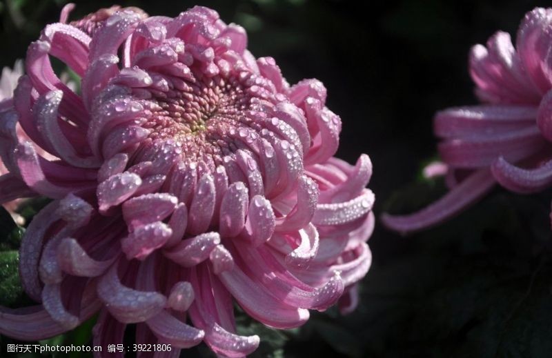 秋千秋菊图片
