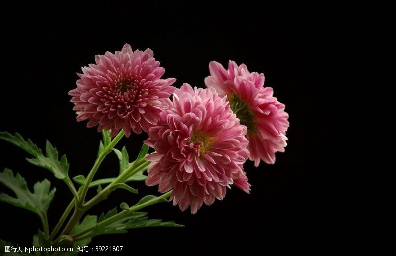 秋千秋菊图片