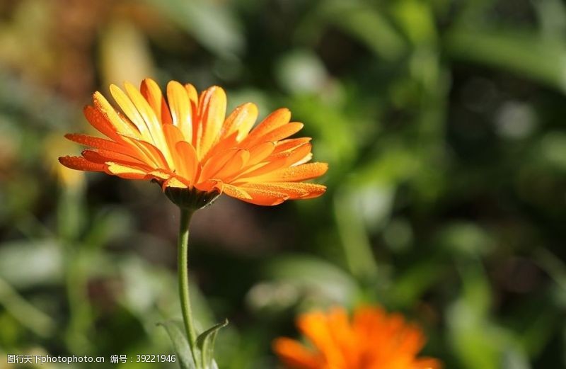 甘菊花秋菊图片