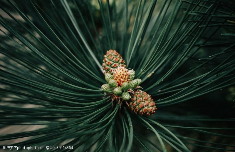 针叶林松林图片