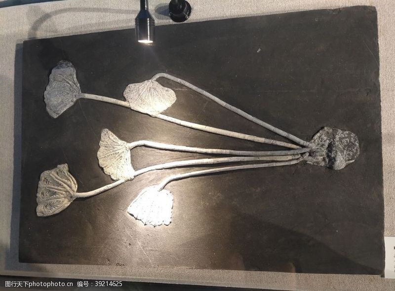 世博馆原始荷花化石远古生物样本荷图片