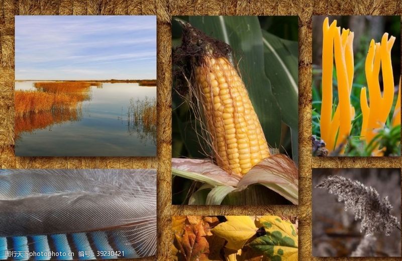 秋季素材玉米棒图片