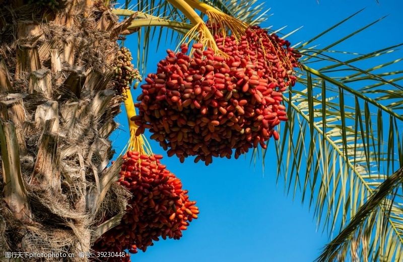 秋季主图棕榈树图片