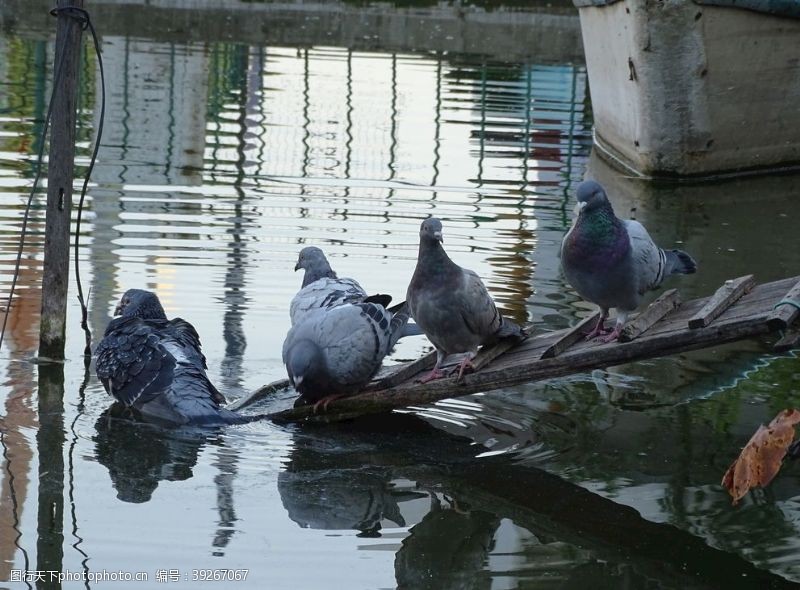 群鸽鸽子水中嬉戏图片