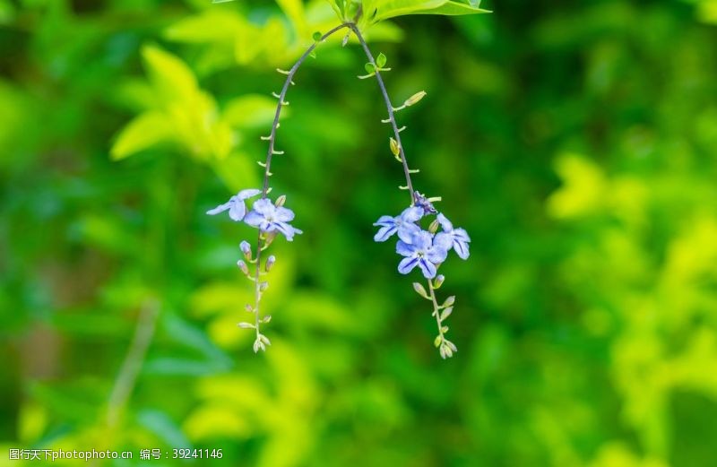 春天的背景公园里的金露花图片