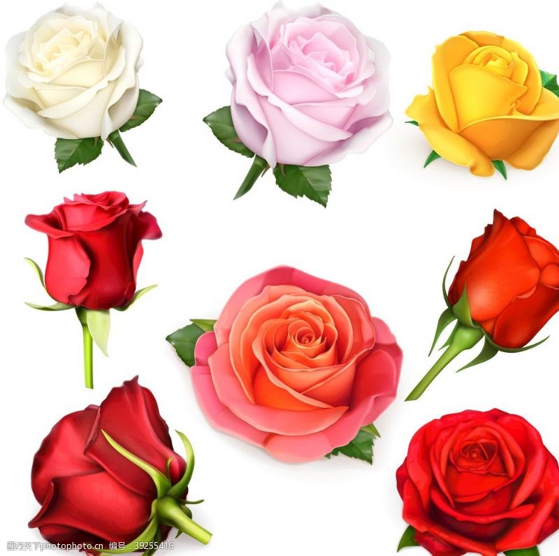 玫红牡丹玫瑰花朵图片