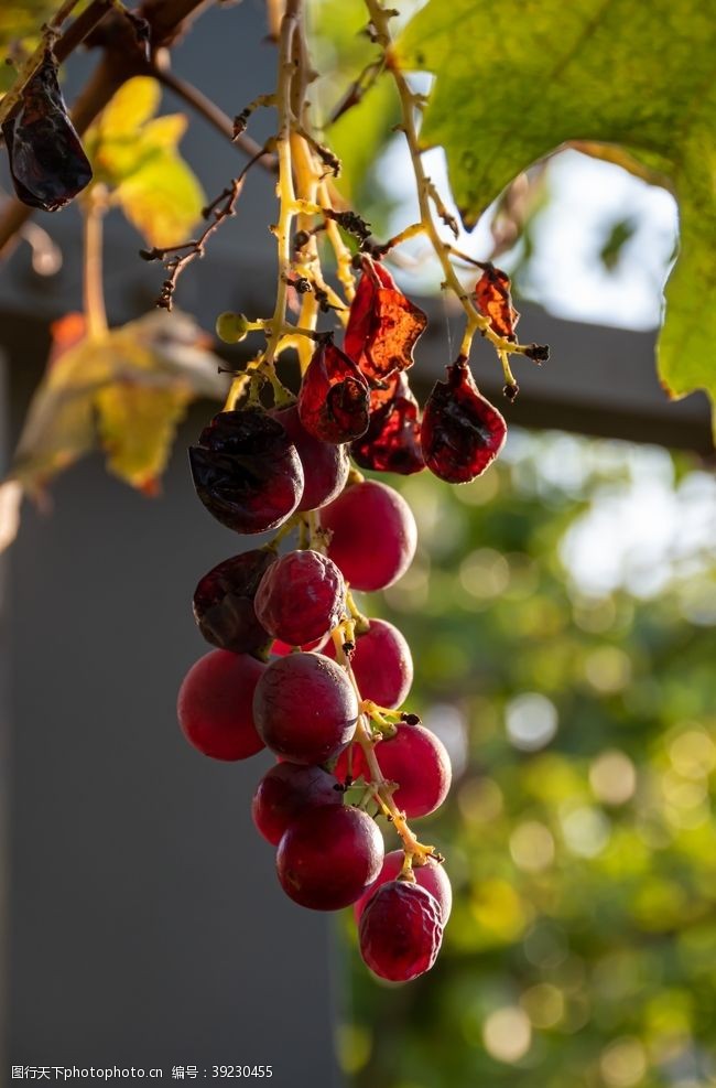 秋季素材葡萄秋图片