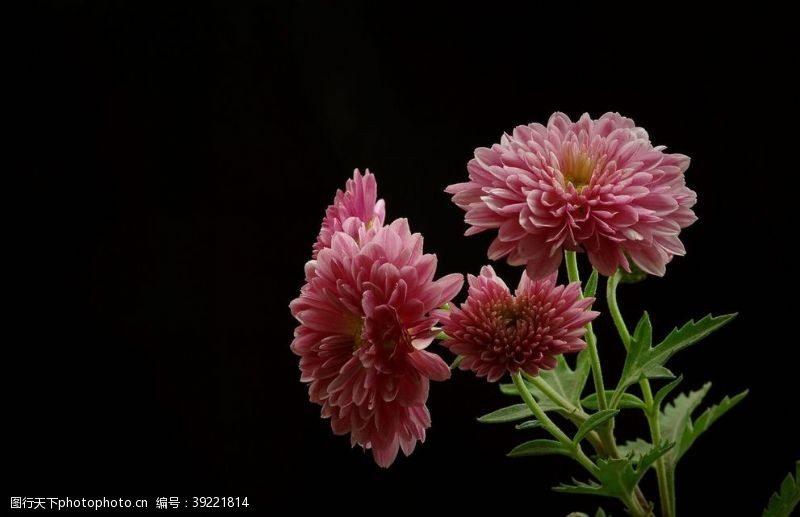 秋千秋菊图片