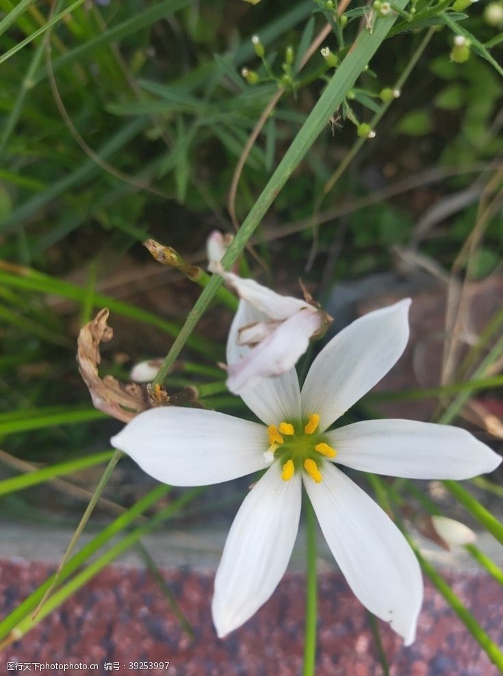 葱白白色花朵葱莲兰花绿色图片