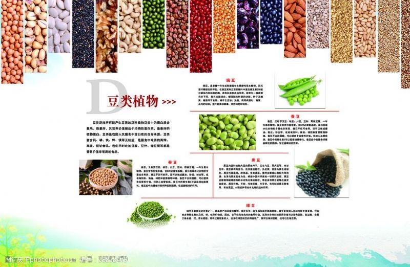 蔬菜蚕豆豆类植物图片