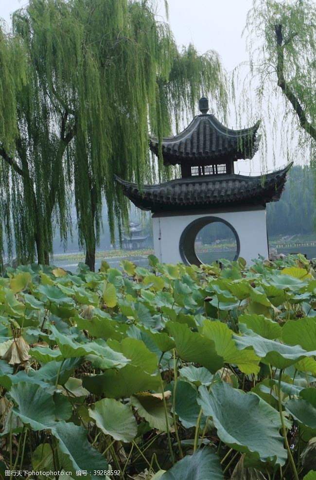 残荷荷塘风景图片