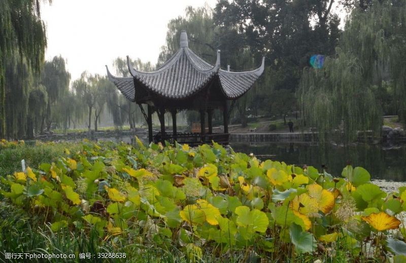 莲蓬荷塘风景图片