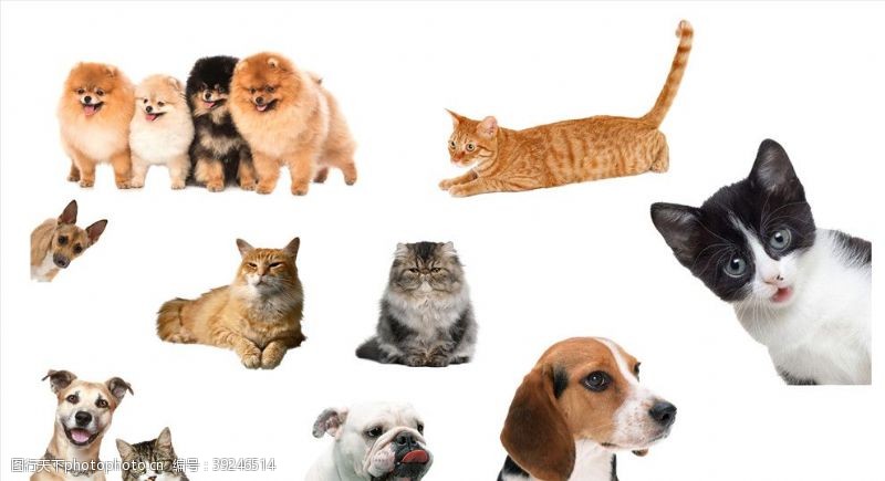 宠物海报猫狗素材图片