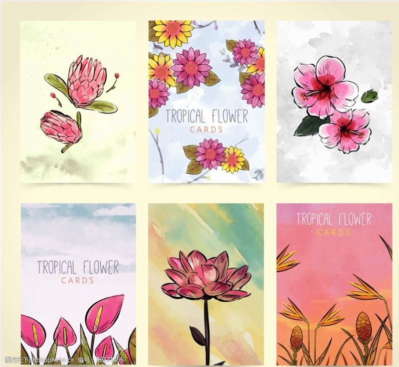 蝴蝶兰兰花热带花卉卡片图片