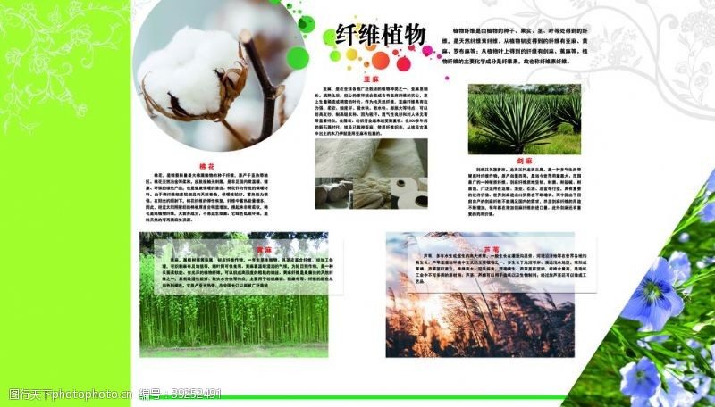 绿色棉花纤维植物图片