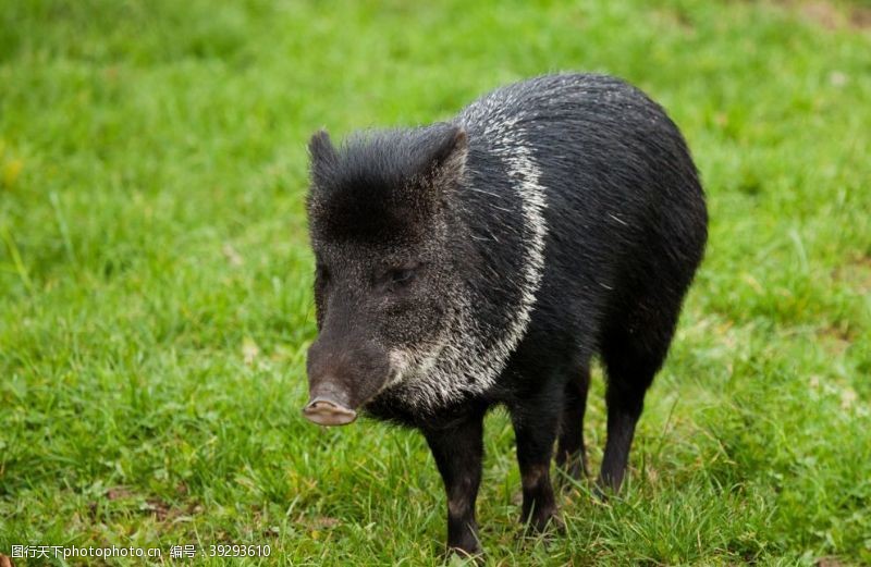 农家土猪肉猪图片